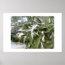 Cacti laden with snow. posters