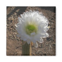 Cacti Night Bloom. magnets