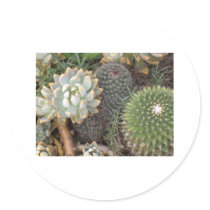 cacti stickers