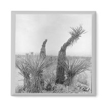 Cactus 1987 magnet magnets