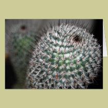 cactus (2) cards