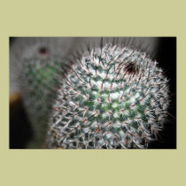 cactus (2) posters