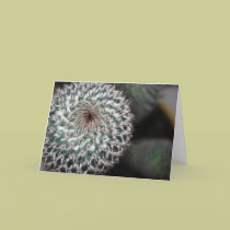 cactus (3) cards