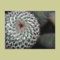 cactus (3) postcards