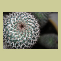 cactus (3) posters