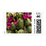 Cactus and Pink Flowers Stamps