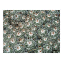 Cactus at Desert Botanical Gardens, Phoenix-Scotts Postcard