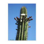 Cactus, Batopilas, Copper Canyon, Mexico Postcards