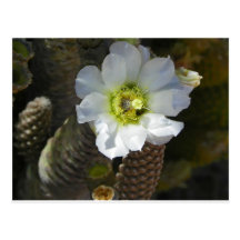 Cactus Bloom Post Card