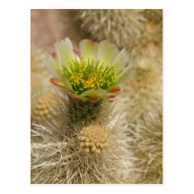 Cactus Bloom Post Cards