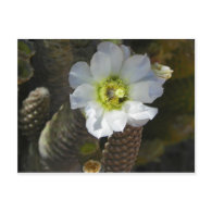 Cactus Bloom Post Card