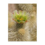 Cactus Bloom Post Cards