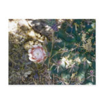 cactu, bloom