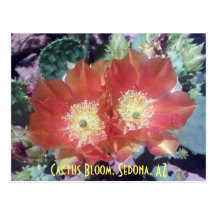 Cactus Bloom, Sedona, AZ Postcards
