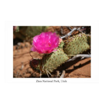 Cactus Bloom, Zion National Park posters