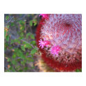 Cactus blooming posters by irenap Cactus blooming posters