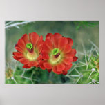 Cactus blooms in the spring Pink flowers Print