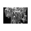 Cactus Blossom  posters