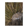cactus buddy #2 postcards