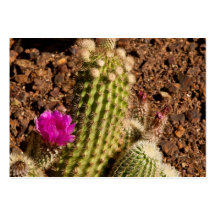 Cactus business cards