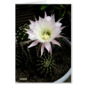 Cactus cards