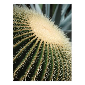 Cactus Card Post Card