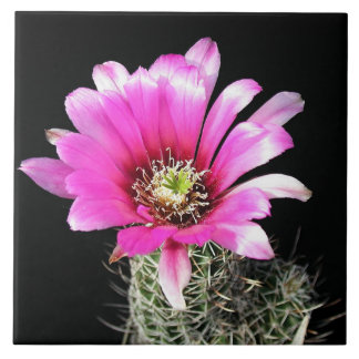 Cactus Ceramic Tiles Zazzle