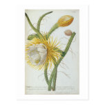 Cactus: Cereus, from Trew's 'Plantae Selectae' 175 Post Cards