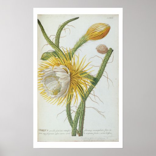 Cactus: Cereus, from Trew's 'Plantae Selectae' 175 Poster