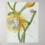 Cactus: Cereus, from Trew's 'Plantae Selectae' 175 Print