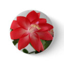 cactus,christmas cactus buttons by pinkypetals cactus,christmas cactus buttons