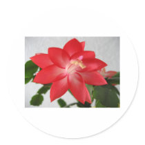 cactus,christmas cactus stickers