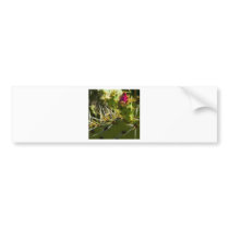 Cactus Color Bumper Stickers