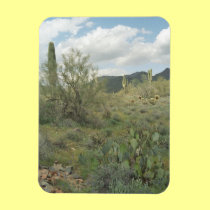 Cactus Coloring Decorative Desert Magnet magnets