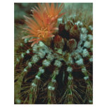Cactus Colors flyers