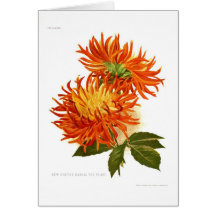 Cactus Dahlia Greeting Card