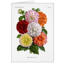 Cactus Dahlias Card