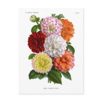 Cactus Dahlias Postcard