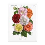 Cactus Dahlias postcards