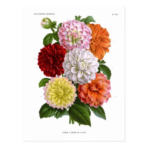 Cactus Dahlias Postcard