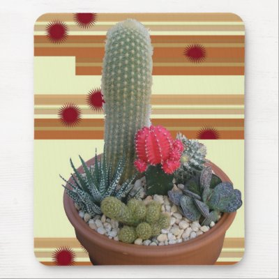 dish garden cactus