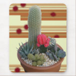 flora, cactus, cacti, plant, houseplant