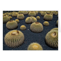 Cactus, echinocactus grusonii card