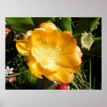 Cactus Flower Blooms in Orange Print