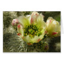 Cactus Flower cards by mlane53 Cactus Flower cards