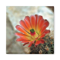 Cactus flower fridge magnets