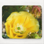cactus, flower, yellow, white