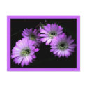 Cactus Flower postcards by annienbart Cactus Flower postcards