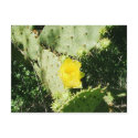 Cactus Flower Postcard by deesbasenjis Cactus Flower Postcard