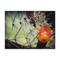 Cactus Flower postcards